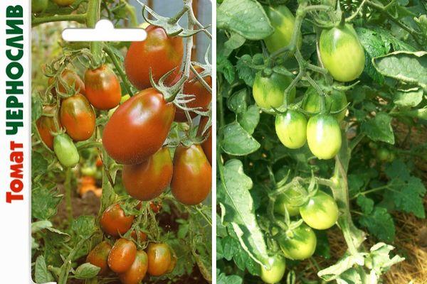 มะเขือเทศลูกพรุน