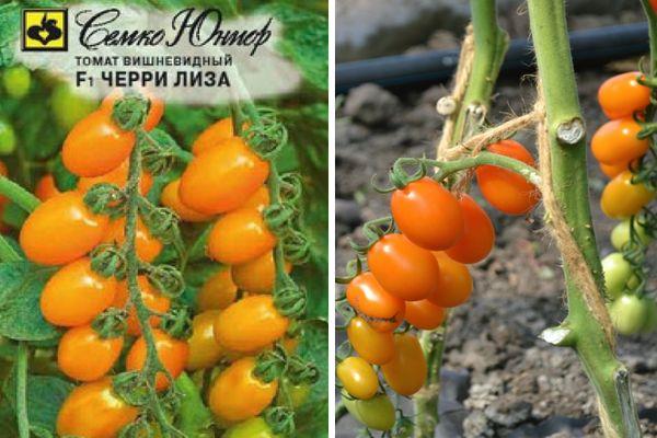 มะเขือเทศสีส้ม