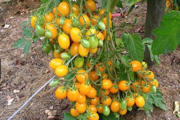 ต้นมะเขือเทศ