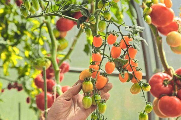 มะเขือเทศเชอร์รี่