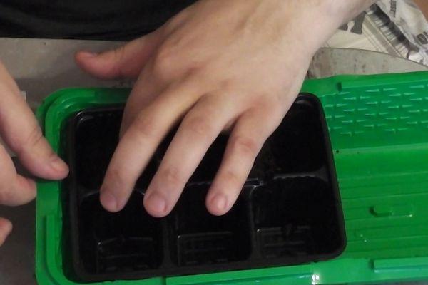 การปลูกเมล็ดพันธุ์