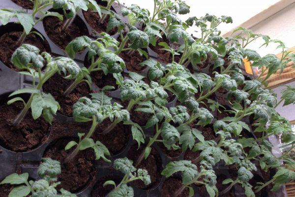 ต้นกล้ามะเขือเทศ