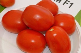 มะเขือเทศชิบลี