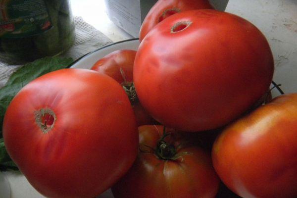 Tomates à gros fruits