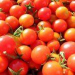 มะเขือเทศสุก