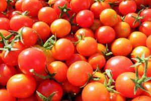 ลักษณะการปลูกมะเขือเทศพันธุ์ Chudo-Grozd F1