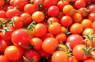 มะเขือเทศสุก