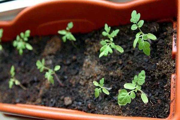 Une boîte avec des semis