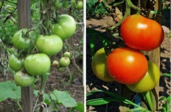 การปลูกมะเขือเทศ