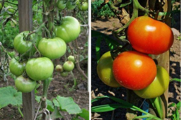 Cultiver des tomates