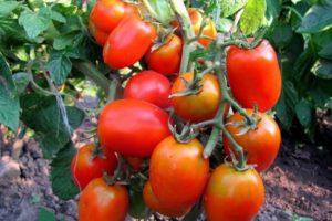 ลักษณะเด่นของมะเขือเทศดาเรนก้าและเทคนิคการปลูก