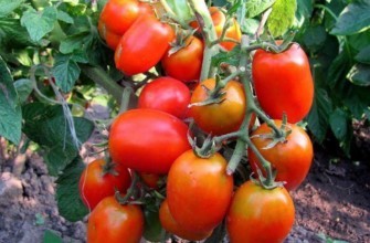 มะเขือเทศดาเรนก้า