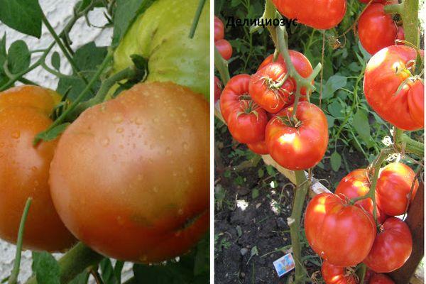 variété Deliciosus