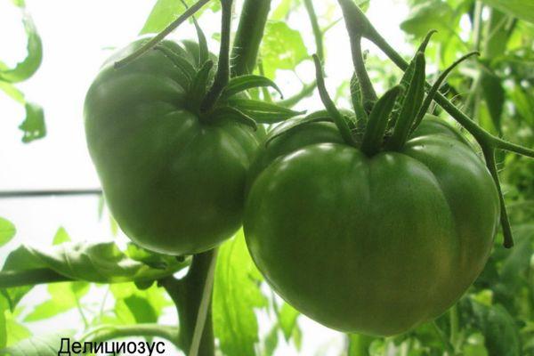 Tomates vertes