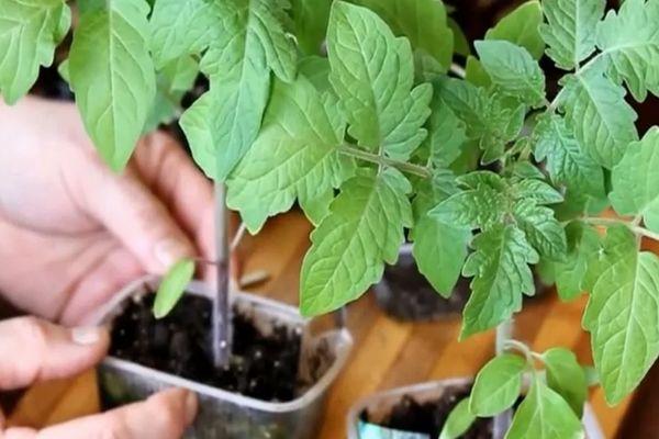 Description de la tomate Deliciosus, ses caractéristiques et ses particularités de culture