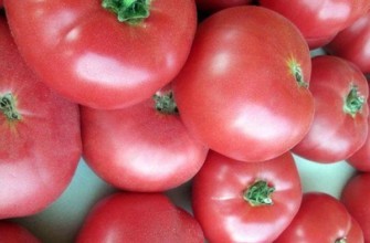 มะเขือเทศสีชมพู