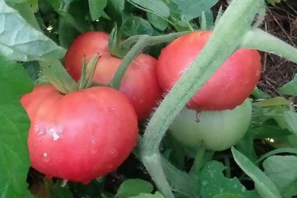 แปรงมะเขือเทศ