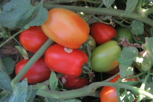 มะเขือเทศไดโนเสาร์