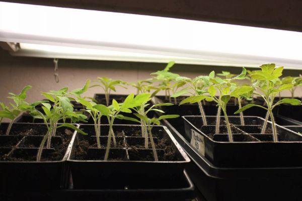 Description de la tomate Dorodny, techniques de culture et avis sur la variété