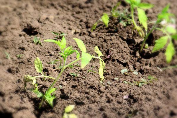 Les semis en pleine terre