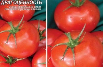 เมล็ดพันธุ์และมะเขือเทศ