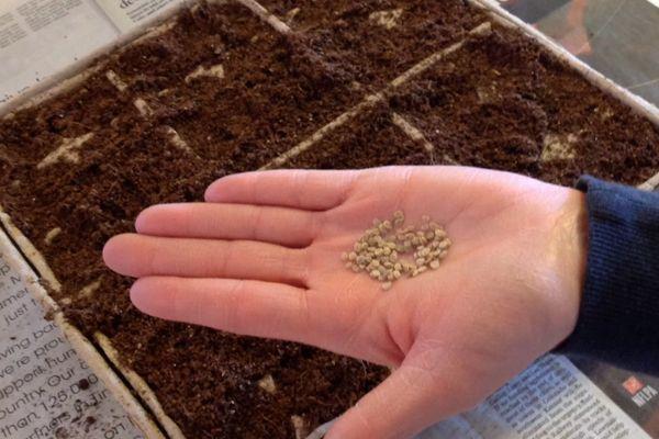 เมล็ดมะเขือเทศ