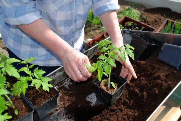 การดูแลต้นกล้า