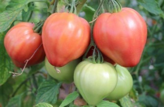 มะเขือเทศทรงโดม