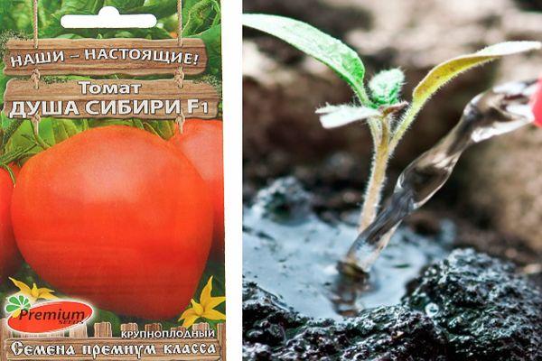 การปลูกมะเขือเทศ