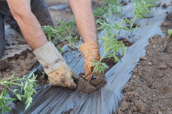 Planter des tomates