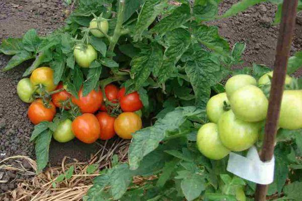 Cultiver des tomates
