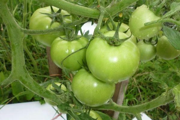 Tomates vertes