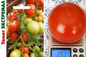 Description de la tomate hybride Extremal et caractéristiques du fruit