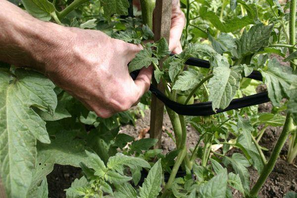 Jarretière de tomate