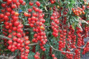 ลักษณะของมะเขือเทศเชอร์รี่เอลฟ์ F1 และลักษณะทั่วไปของพันธุ์