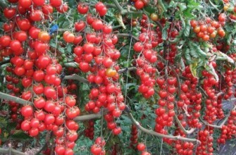 มะเขือเทศลูกเล็ก