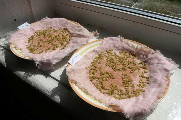 Germination des graines