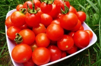 การเก็บเกี่ยวมะเขือเทศ