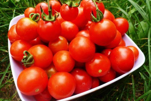 การเก็บเกี่ยวมะเขือเทศ