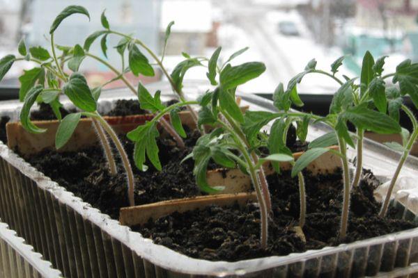 ภาชนะใส่ต้นกล้า