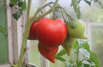 แปรงมะเขือเทศ