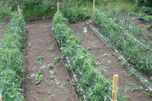 Parterres de tomates