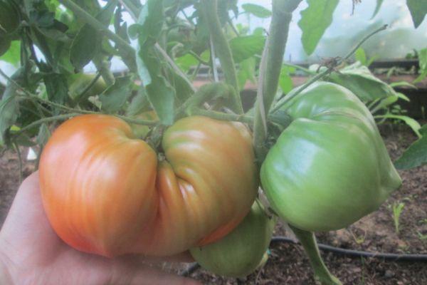 buisson de tomates