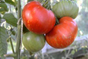 ลักษณะของมะเขือเทศดอกไม้ไฟและลักษณะการเจริญเติบโต