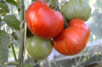 มะเขือเทศดอกไม้ไฟ