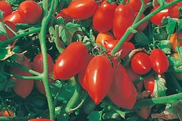 มะเขือเทศแฟนซี