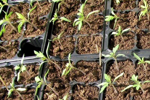 ภาชนะใส่ต้นกล้า