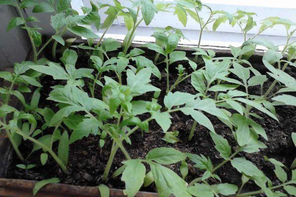 ภาชนะใส่ต้นกล้า