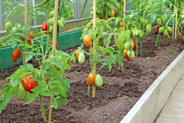 การปลูกมะเขือเทศ