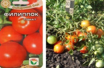 ลักษณะของมะเขือเทศ